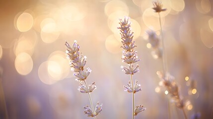 Ethereal bokeh sparkles blending golden and Blue tones indoors on a smooth lavender and beige backdrop