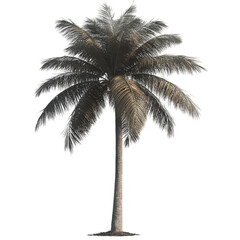 palm tree isolated on transparent background palm tree png