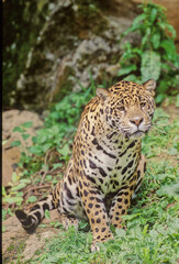 Jaguar