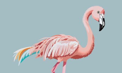 pink flamingo in the water