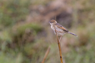 Zitting Cisticola or Streaked fantail warbler (Cisticola juncidis) in Ngorongoro Conservation Area in Tanzania, East Africa