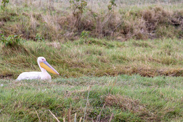 Great white pelican, Eastern white pelican, Rosy pelican, wWhite pelican (Pelecanus onocrotalus) in...