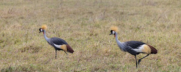Fototapeta premium Two Grey crowned crane (Balearica regulorum) foraging in grassland in Ngorongoro Conservation Area in Tanzania, East Africa