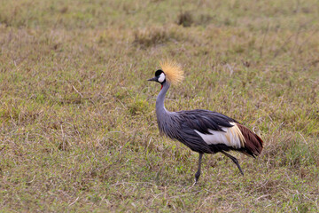 Obraz premium Grey crowned crane (Balearica regulorum) walking in Ngorongoro Conservation Area in Tanzania, East Africa