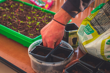 A close-up of male hands planting seeds and tending to sprouts while gardening