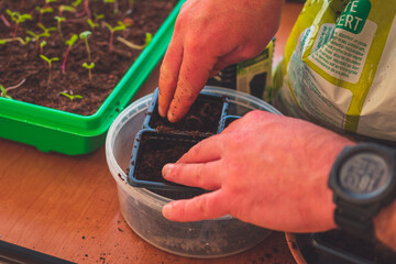 A close-up of male hands planting seeds and tending to sprouts while gardening
