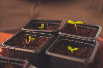 A close up of sprouts in a small container with soil planted while gardening