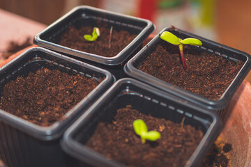 A close up of sprouts in a small container with soil planted while gardening