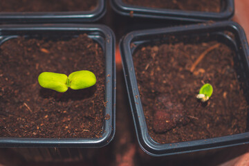 A close up of sprouts in a small container with soil planted while gardening