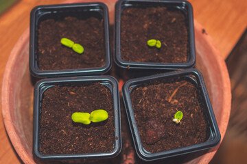 A close up of sprouts in a small container with soil planted while gardening