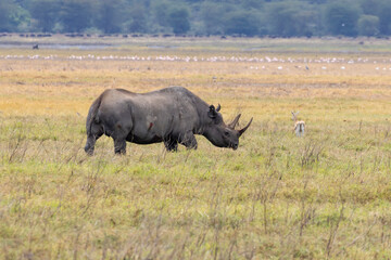 Obraz premium Black Rhino (rhinoceros) grazing in the savannah. It is a rare threatened species in Ngorongoro Conservation Area in Tanzania, East Africa