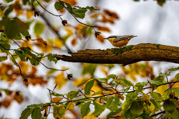 Kleiber im Herbstlaub (sitta europaea)