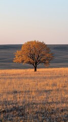 Fototapeta premium Lone tree in vast prairie illuminated by soft evening light as autumn leaves shimmer softly