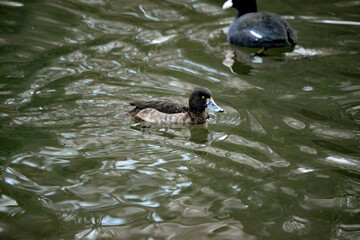 Männliche Reiherente auf dem Teich