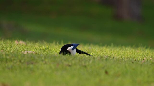 plan vid&eacute;o d'une pie bavarde en hiver cherchant sa nourriture au sol sur une pelouse bien verte , avec zoom avant sur l'oiseau