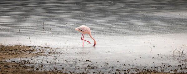 Lesser Flamingo (Phoeniconaias minor) in Ngorongoro Conservation Area in Tanzania, East Africa