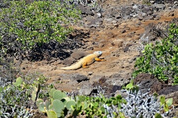 Galapagos Land Iguana