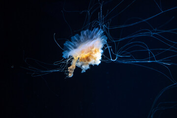 Jellyfish under water