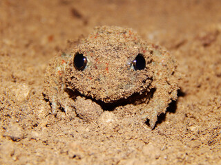 Sandy frog