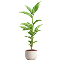 Plant in a Pot Isolated on Transparent Background 