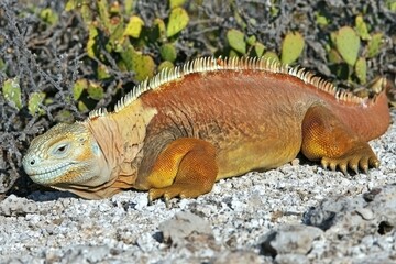 Fototapeta premium Galapagos Land Iguana