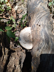 Gibbous trametes mushroom growing on log outdoor fall 
