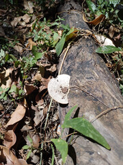 Gibbous trametes mushroom growing on log outdoor fall 
