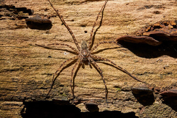 quiet spider in tree. 
