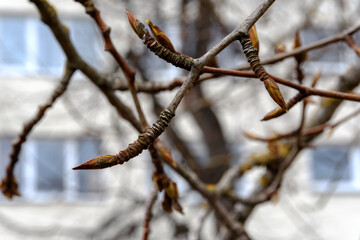 Spring buds on a twig, ready to bloom, against the background of a wall with windows in a high-rise building. Blurred abstract natural pattern of tree branches. Diffused light on a cloudy day