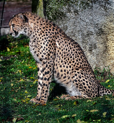Cheetah on the lawn. Latin name - Acinonyx jubatus	
