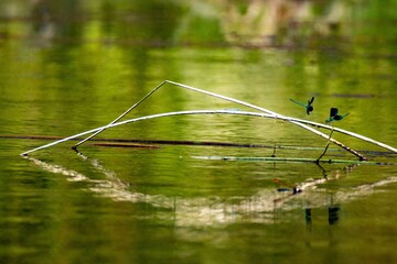 Two dragonflies in the river