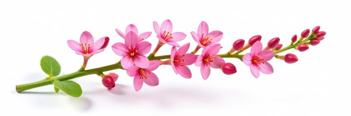 Twig of coral limonium flowers isolated on white background, twig, coral plant