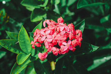 Closeup nature view of red flower on sunlight using as fresh ecology background concept