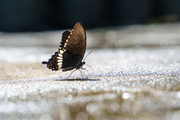 Closeup black butterfly on bokeh background with copy space