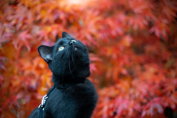 Black cat in the back garden in the fall