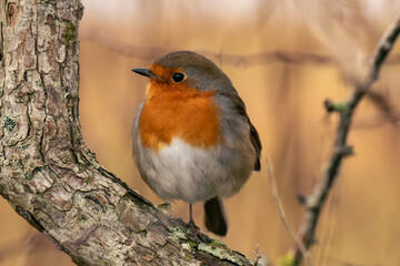 robin perched on a branch