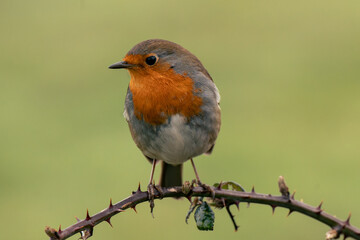 robin on a branch