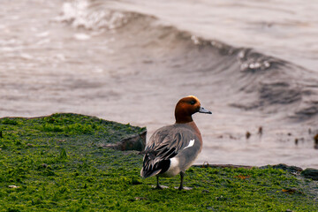 great crested grebe