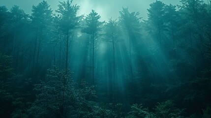 Obraz premium Foggy Forest with Sunbeams Through Trees.