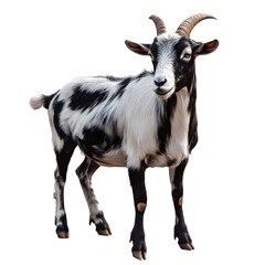 Cute goat isolated on transparent background goat png