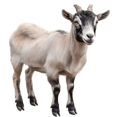 Obraz premium goat isolated on transparent background goat png