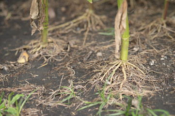 Young flower roots spread out on rich soil 