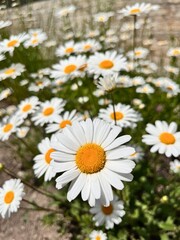 Obraz premium Blooming meadow daisies or Leucanthemum vulgare in a sunny garden. floral background