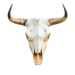Bull skull with large, visible horns