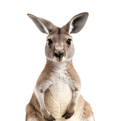 Fototapeta premium Kangaroo upright on white background