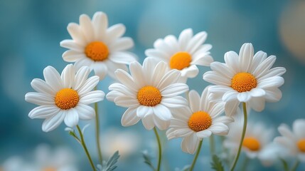 daisies in a field
