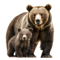 Obraz premium Grizzly bears standing together in natural setting