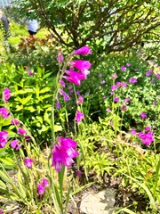 Obraz premium Blooming Gladiolus imbricatus. A perennial ornamental plant with pink tubular flowers on a long stem in the garden. Flower background