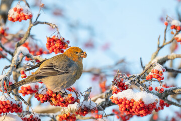 Pine Grosbeak foraging on rowan berries during a winter afternoon in a snowy landscape