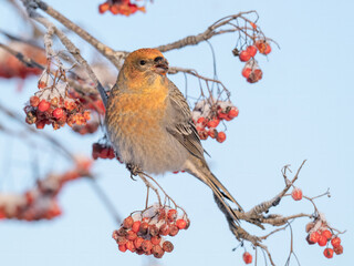 Pine grosbeak feeding on ripe rowan berries in winter sunlight